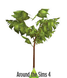 Coffee Plant