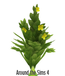 Carefree Succulent